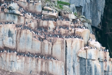 PLA14-18 Day 3 Day03-02_Alkefjellet_BirdCliff_GerardBodineau-Oceanwide Expeditions.jpg