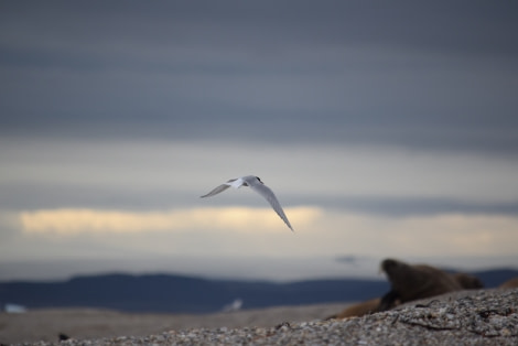 PLA14-18 Day 3 220818tern and walrus_shelli-Oceanwide Expeditions.JPG