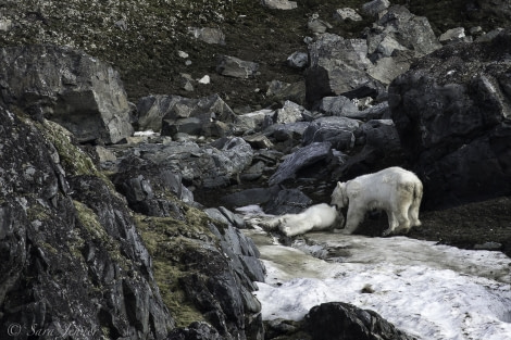 OTL11-18, DAY 4 bear eating bear-Oceanwide Expeditions.jpg