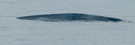 PLA14-18 Day01-04_Isfjord_BlueWhale_GerardBodineau-Oceanwide Expeditions.jpg