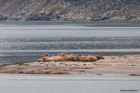 PLA15-18 Day 2 Day02-02_Smeerenburgfjorden_Walrus_GerardBodineau-Oceanwide Expeditions.jpg