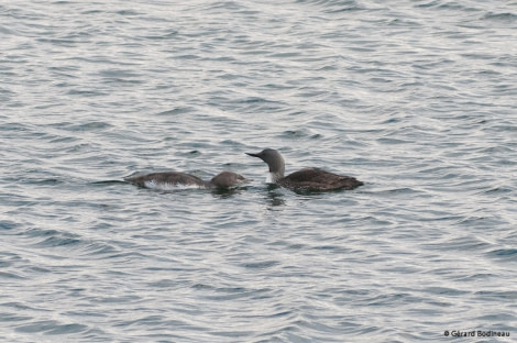 PLA14-18 Day02-02_Blomstrand_RedThroatedDiver_GerardBodineau-Oceanwide Expeditions.jpg