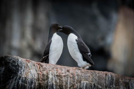 Brünnich Guillemot