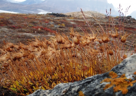 PLA16-18 Day 7 Blomstebukta_f074_Ursula-Oceanwide Expeditions.JPG