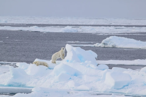 PLA15-18 Day 5 Day 5 Bears on ice_shelli-Oceanwide Expeditions.JPG