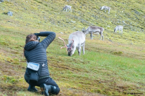 Alkhornet_Reindeer_GerardBodineau-Oceanwide Expeditions.jpg