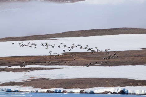 PLA16-18 Day 5 Day 5 geese_shelli-Oceanwide Expeditions.JPG