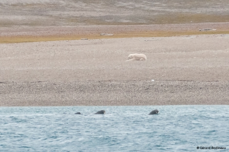 PLA15-18 Day 4 Day04-02_Torellneset_PolarBearAndWalrus_GerardBodineau-Oceanwide Expeditions.jpg