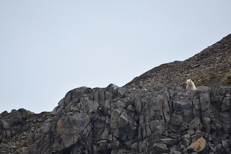 PLA16-18 Day 9 Day 9 bear_shelli-Oceanwide Expeditions.JPG