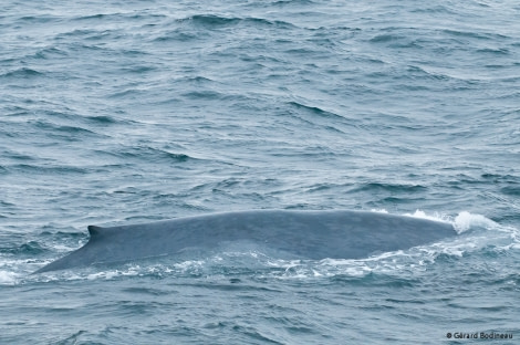 PLA15-18 Day 1 Day01-02_Isfjord_BlueWhale_GerardBodineau-Oceanwide Expeditions.jpg