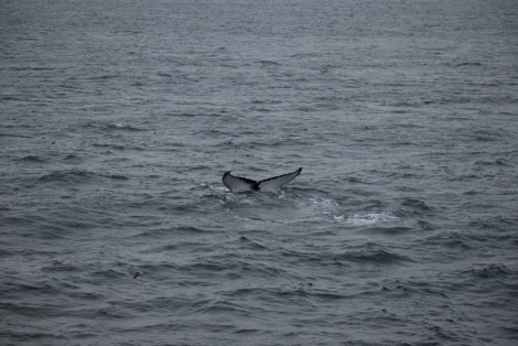 PLA14-18 Day 9 Day 9 whalefluke_shelli-Oceanwide Expeditions.JPG