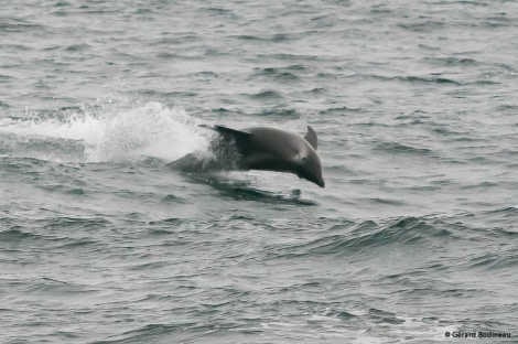 PLA15-18 Day 6 Day06-01_NorthSpitzbergen_WhiteBeakedDolpin_GerardBodineau-Oceanwide Expeditions.jpg