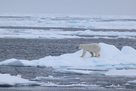 PLA15-18 Day 5 Day 5 Bear1_shelli-Oceanwide Expeditions.JPG