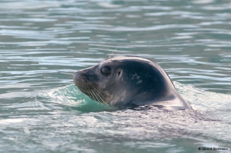 PLA15-18 Day 6 Day06-02_Smeerenburg_RingedSeal_GerardBodineau-Oceanwide Expeditions.jpg