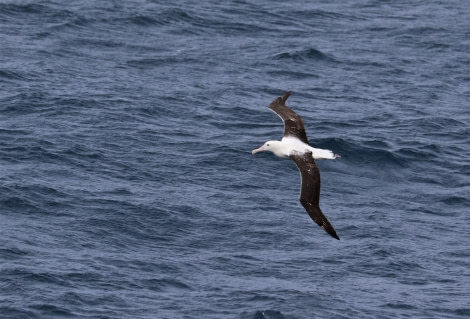 PLA22-18, Day 2, 24 Nov PIP_4347 -Oceanwide Expeditions.jpg