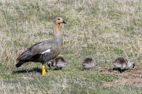 OTL21-18, 20181101_SandraPetrowitz_GooseGoslings- Oceanwide Expeditions.jpg