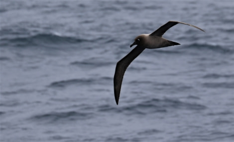 PLA22-18, Day 3, 25 Nov PIP_4374 -Oceanwide Expeditions.jpg