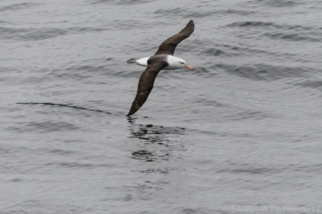 OTL21-18, 20181030_SandraPetrowitz_Black-browedAlbatross- Oceanwide Expeditions.jpg