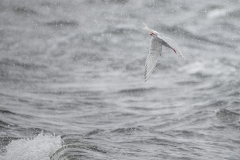 OTL22-18 - 20181115 - Whalers Bay - Esther Kokmeijer-6 - Oceanwide Expeditions.jpg