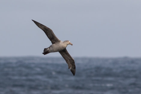 OTL24-18, Giant Petrel (Martin) -Oceanwide Expeditions.jpg