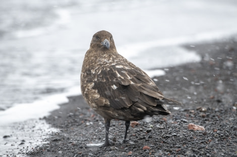 OTL22-18 - 20181115 - Whalers Bay - Esther Kokmeijer-4 - Oceanwide Expeditions.jpg