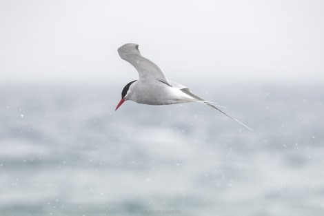 OTL22-18 - 20181115 - Whalers Bay - Esther Kokmeijer-22 - Oceanwide Expeditions.jpg