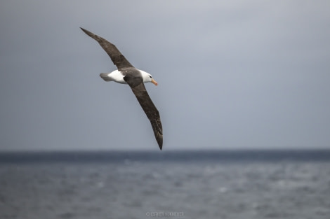 OTL22-18 - 20181109 - Drake Passage - Esther Kokmeijer-7- Oceanwide Expeditions.jpg