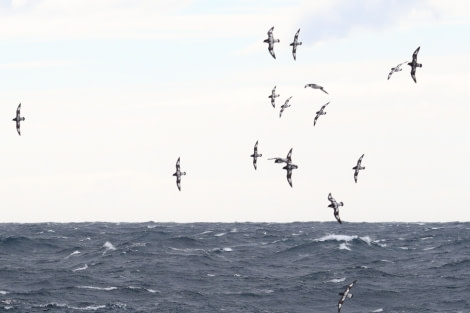 OTL21-18, CapePetrelsBP- Oceanwide Expeditions.JPG