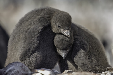 PLA24-18, 4th chicks -Oceanwide Expeditions.jpg