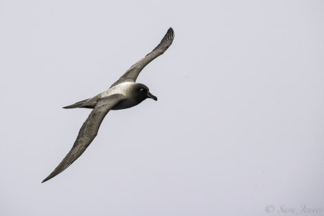 PLA23-18, 7 DEC, Light-mantled Sooty Albatross -Oceanwide Expeditions.jpg