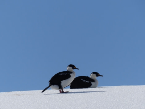 PLA23-18, 19 DEC, Blue-eyed Shags -Oceanwide Expeditions.jpg