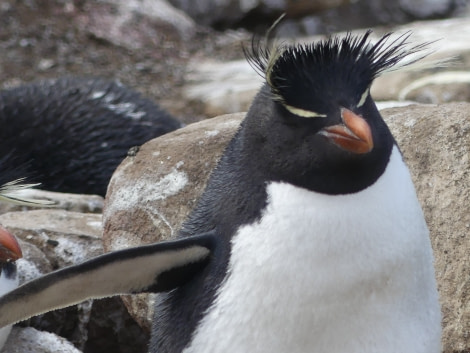 PLA23-18, 5 DEC, Rockhopper penguin_Victoria-Salem -Oceanwide Expeditions.JPG