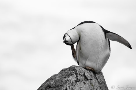 PLA23-18, 17 DEC, penguin yoga -Oceanwide Expeditions.jpg