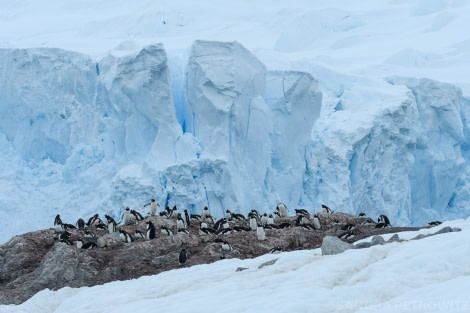 PLA25-18 NEKO & LOCKROY, 20190124_SandraPetrowitz__DSC1318 -Oceanwide Expeditions.jpg