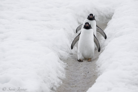 PLA25-18 NEKO & LOCKROY, Gentoo-2 -Oceanwide Expeditions.jpg