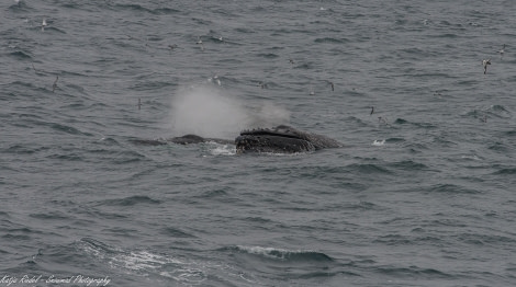 PLA24-18, 31th Whale -Oceanwide Expeditions.jpg