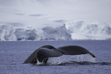 PLA25-18 ENTERPRISE & PORTAL, Whale 2 -Oceanwide Expeditions.jpg