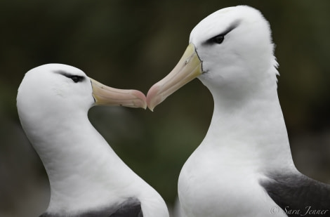 PLA25-18 FALKLANDS, love is in the air -Oceanwide Expeditions.jpg