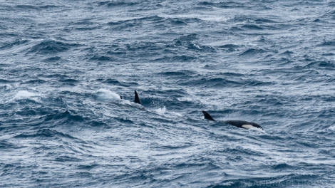 PLA25-18 AT SEA, 20190113_SandraPetrowitz__DSC9044 -Oceanwide Expeditions.jpg