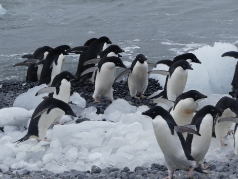 PLA23-18, 16 DEC, Marching Adelies -Oceanwide Expeditions.jpg