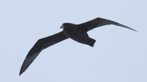 PLA24-18, 26th White-chinned_Petrel -Oceanwide Expeditions.png