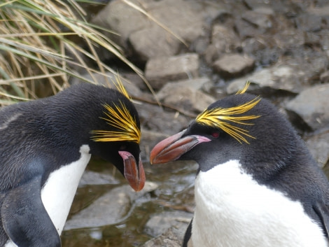 PLA23-18, 11 DEC, Macaroni Penguins -Oceanwide Expeditions.jpg
