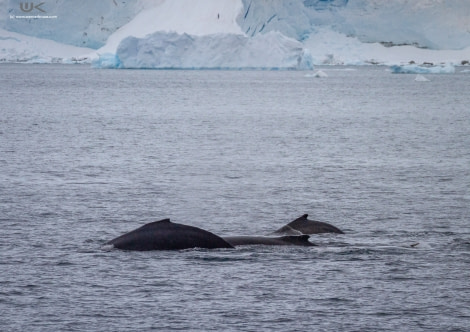 OTL27-19 OTL27_DAY07 Neko_WernerKruse_IMG_2015 -Oceanwide Expeditions.jpg