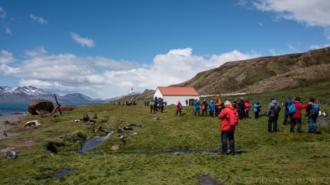 PLA25-18 SOUTH GEORGIA, 20190115_SandraPetrowitz_L1060545 -Oceanwide Expeditions.jpg