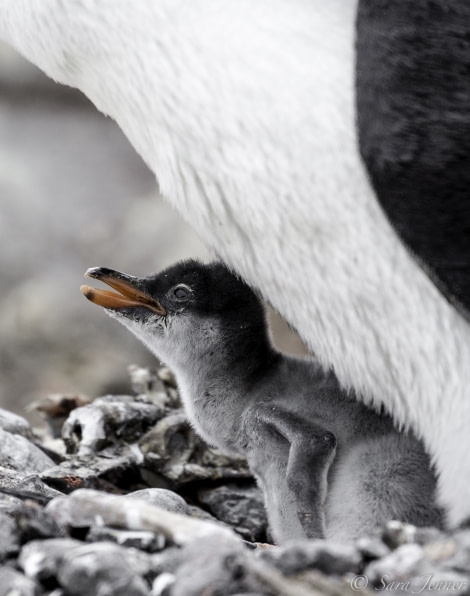 PLA23-18, 16 DEC, penguin chick -Oceanwide Expeditions.jpg