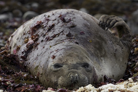 PLA25-18 HALF MOON & DECEPTION, Elephant seal -Oceanwide Expeditions.jpg