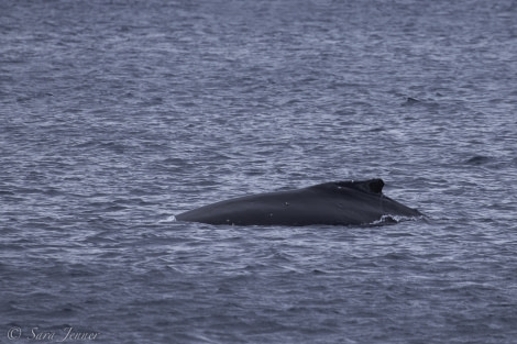 PLA25-18 HALF MOON & DECEPTION, Humpback at halfmoon -Oceanwide Expeditions.jpg