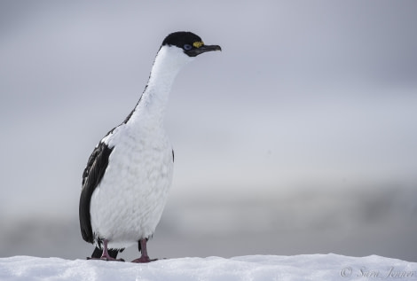 PLA23-18, 18 DEC, blue eyed shag -Oceanwide Expeditions.jpg