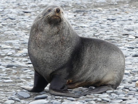 PLA23-18, 9 DEC, Adult Fur Seal -Oceanwide Expeditions.jpg