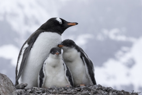 PLA25-18 NEKO & LOCKROY, gentoo and chicks -Oceanwide Expeditions.jpg